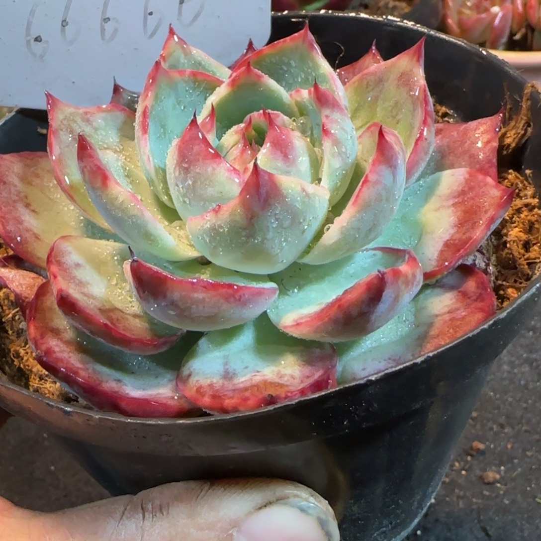 立叶拉丝惊鸿一物一拍包装收缩花旱666
