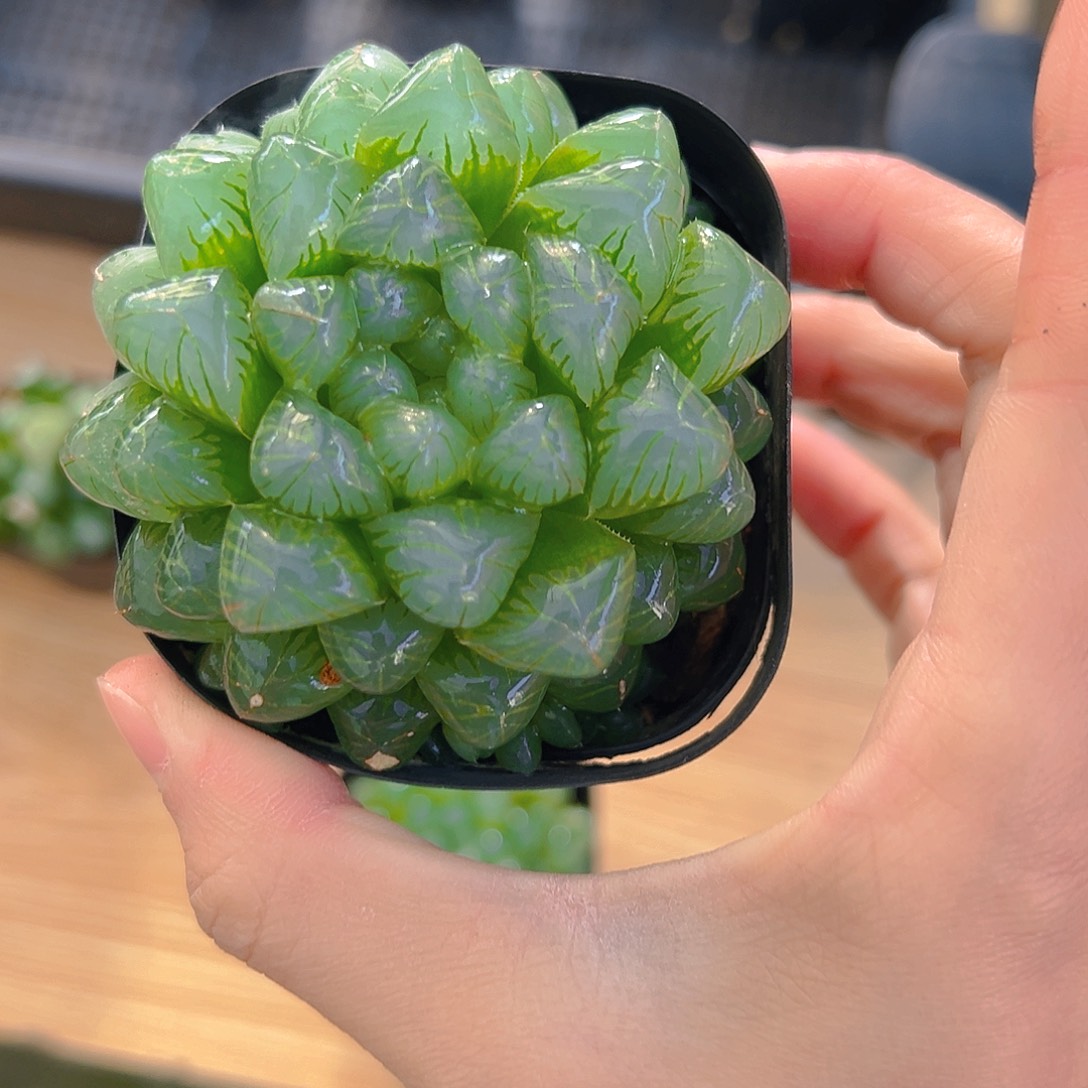 糯肌母本玉露多肉植物一颗