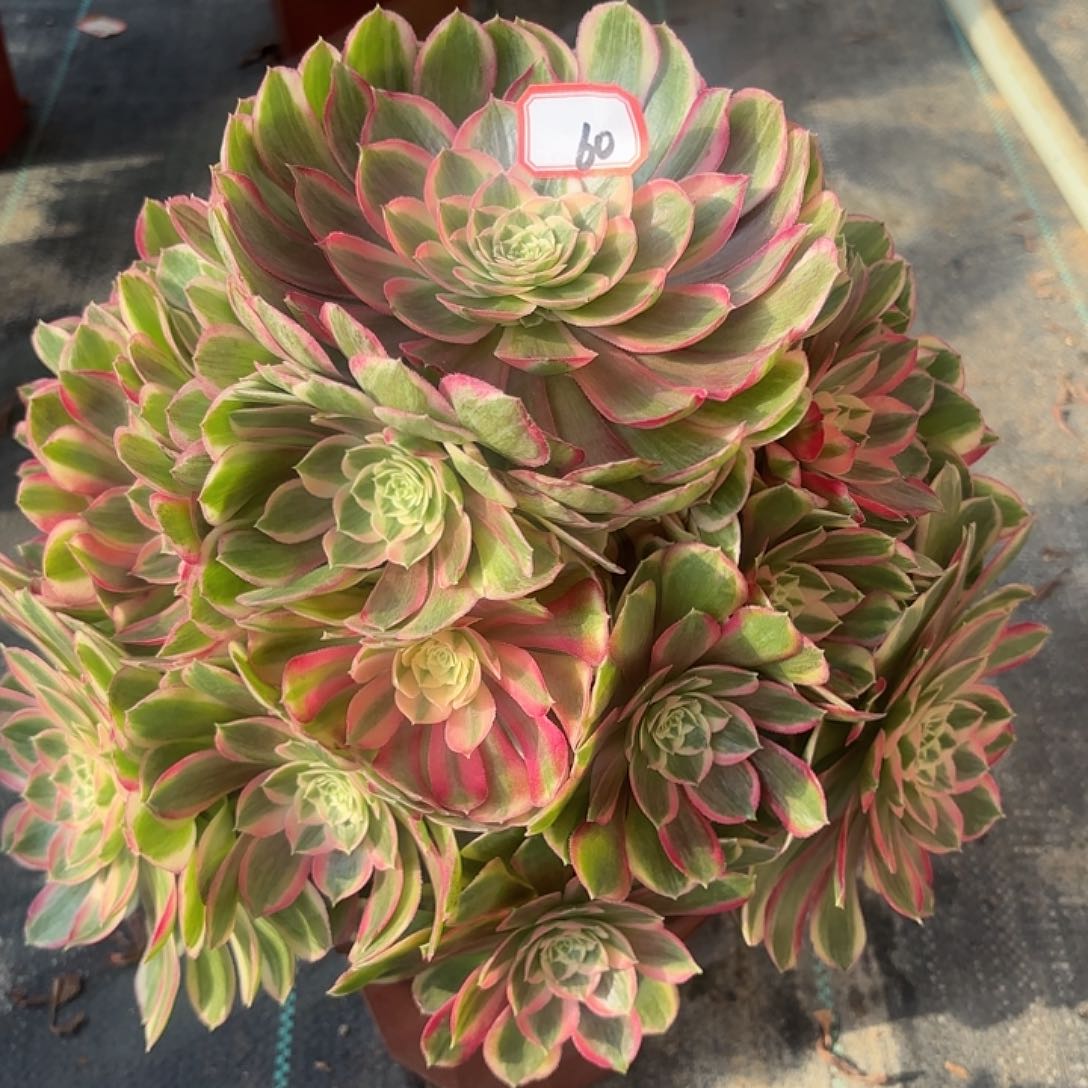 全部花朵60孔雀翎多肉植物