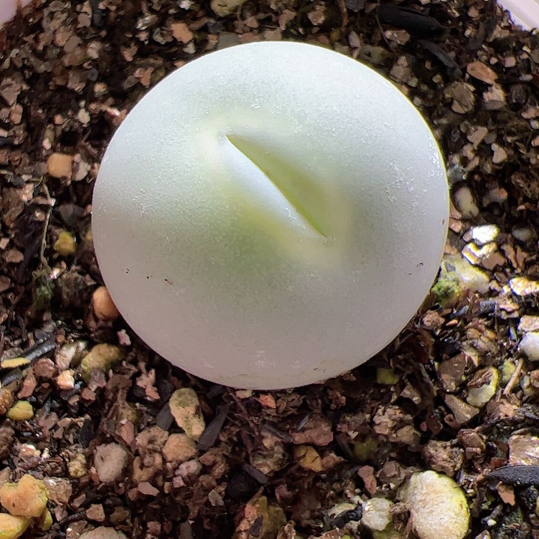 【闪购商品】161 鸽子蛋