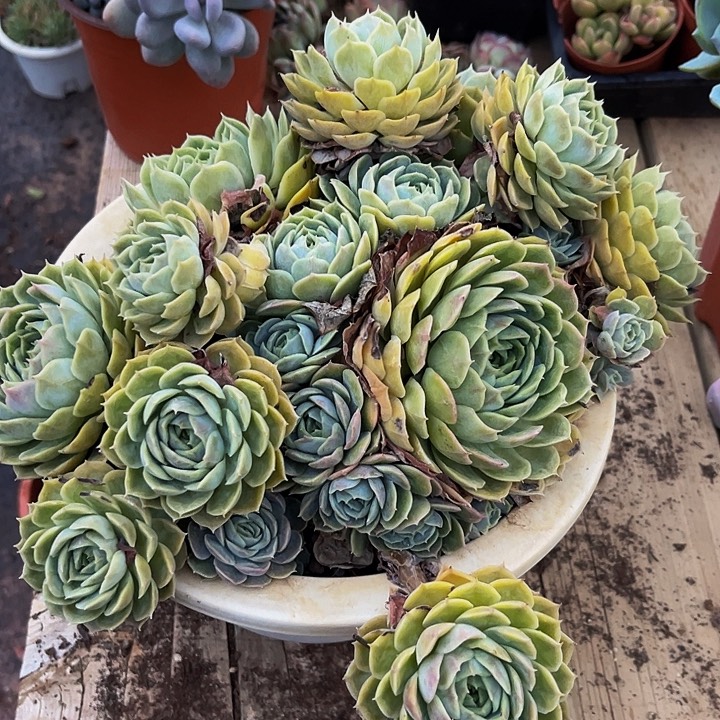 昂斯诺大群一物一拍