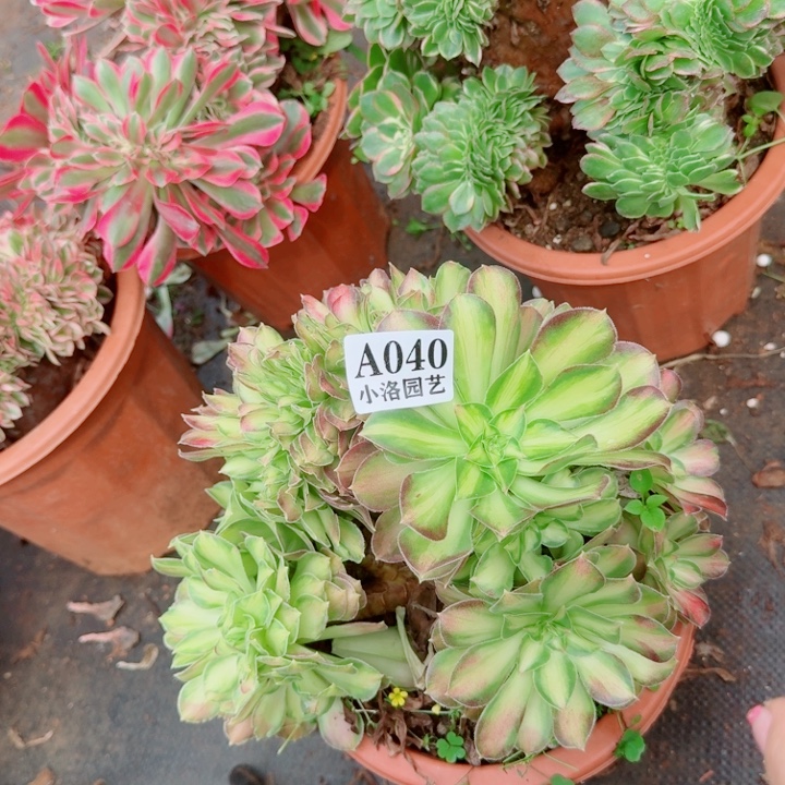 40 韶华缀化十月发货