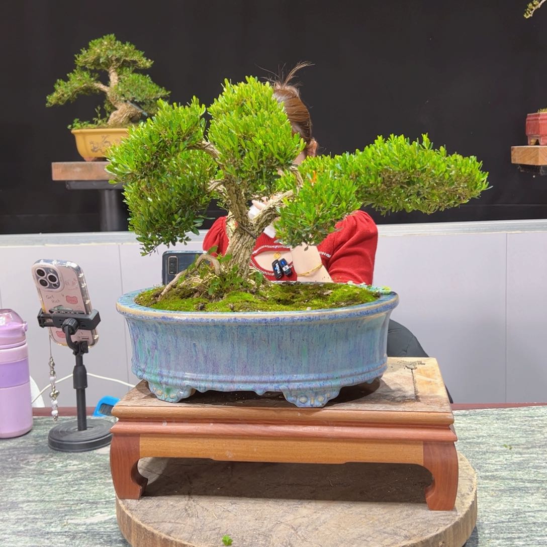 四季常青老桩黄杨盆景