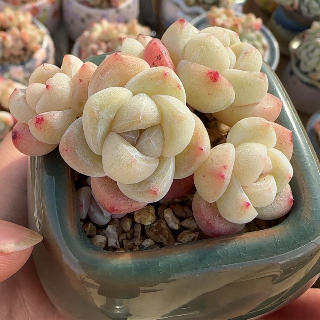 白底冰玉5头带仔脱土发货