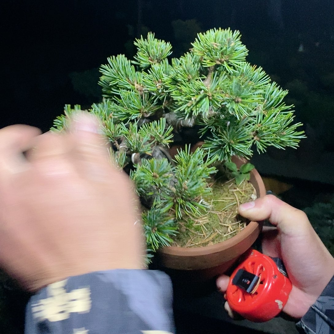 【闪购商品】无花朵