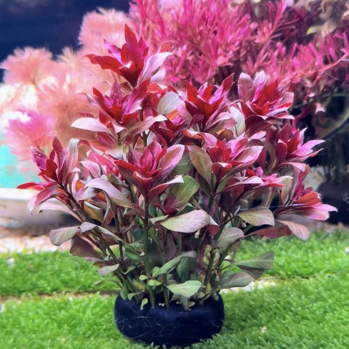 紫红丁香坨草新手懒人入门鱼缸造景活体植物好养的阴性水草