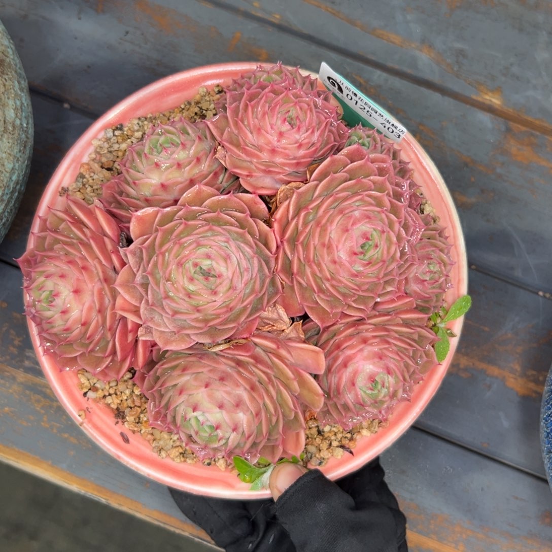 多肉一物一拍0125-403