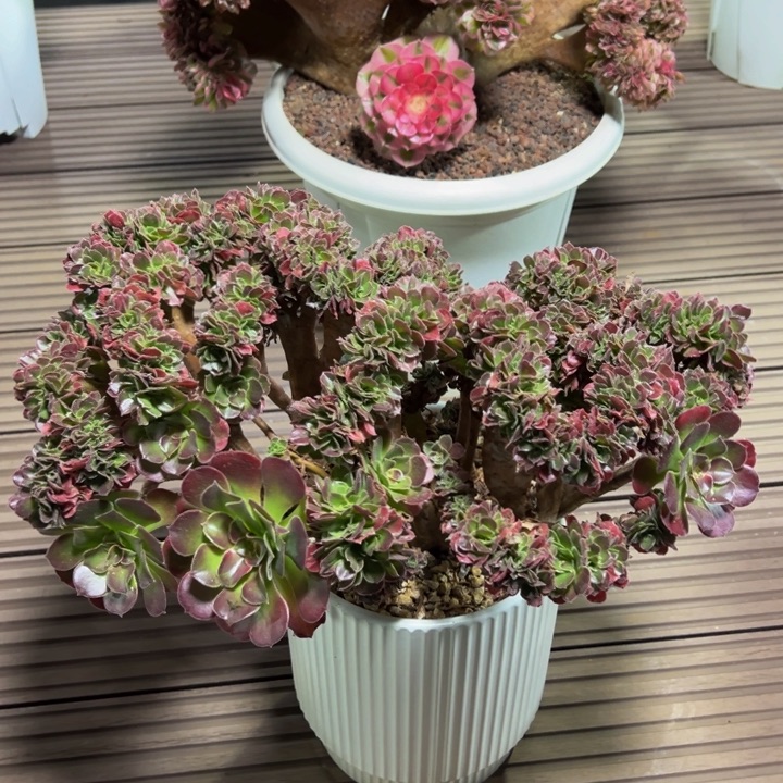 香妃缀化脱土发货