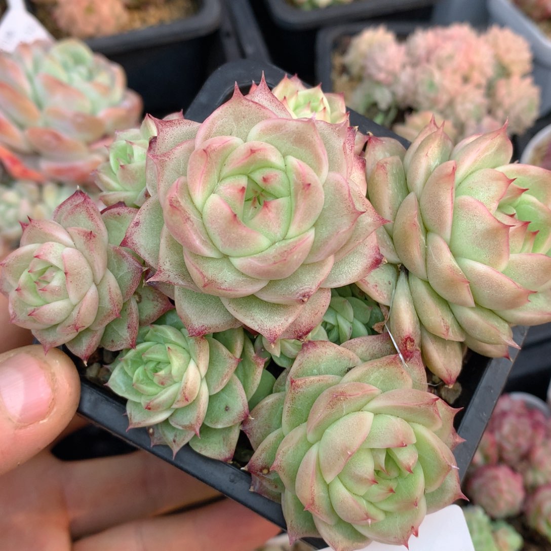 0313-113 麦杆优选