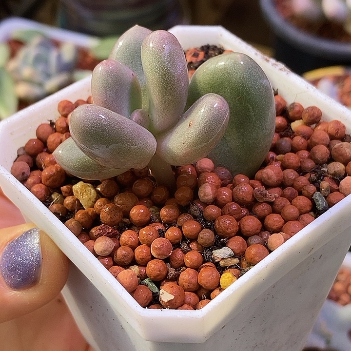 白大叶奶酪锦基因多肉