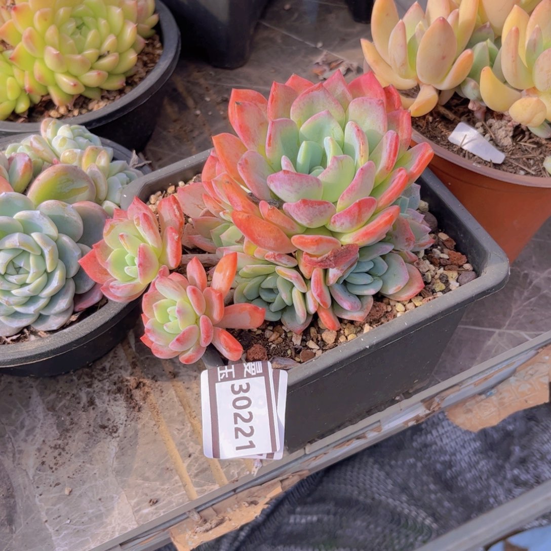 冷橙多肉植物30221