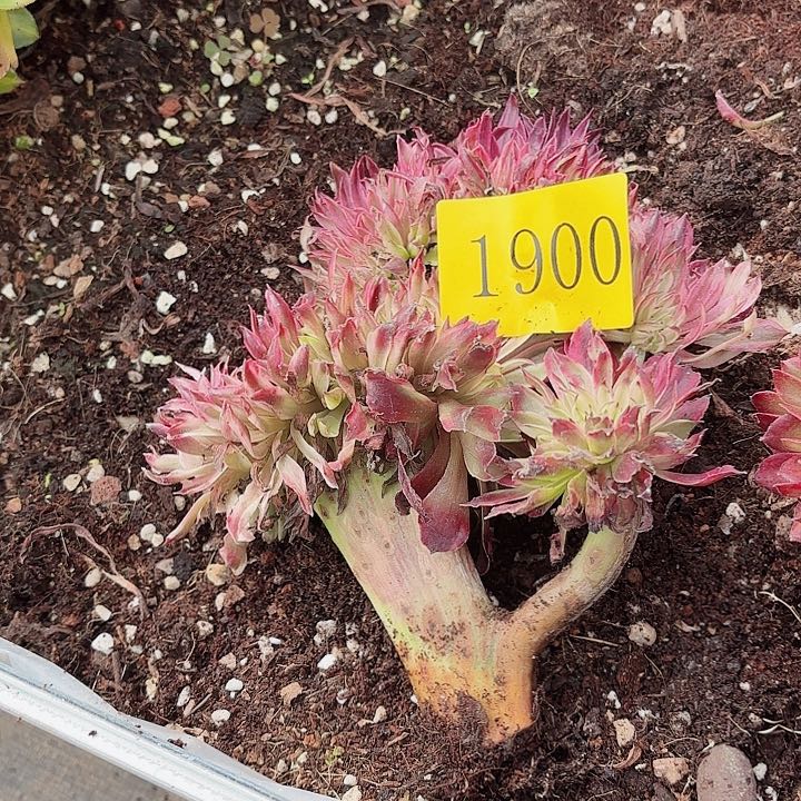 小***～多肉植物福利1900