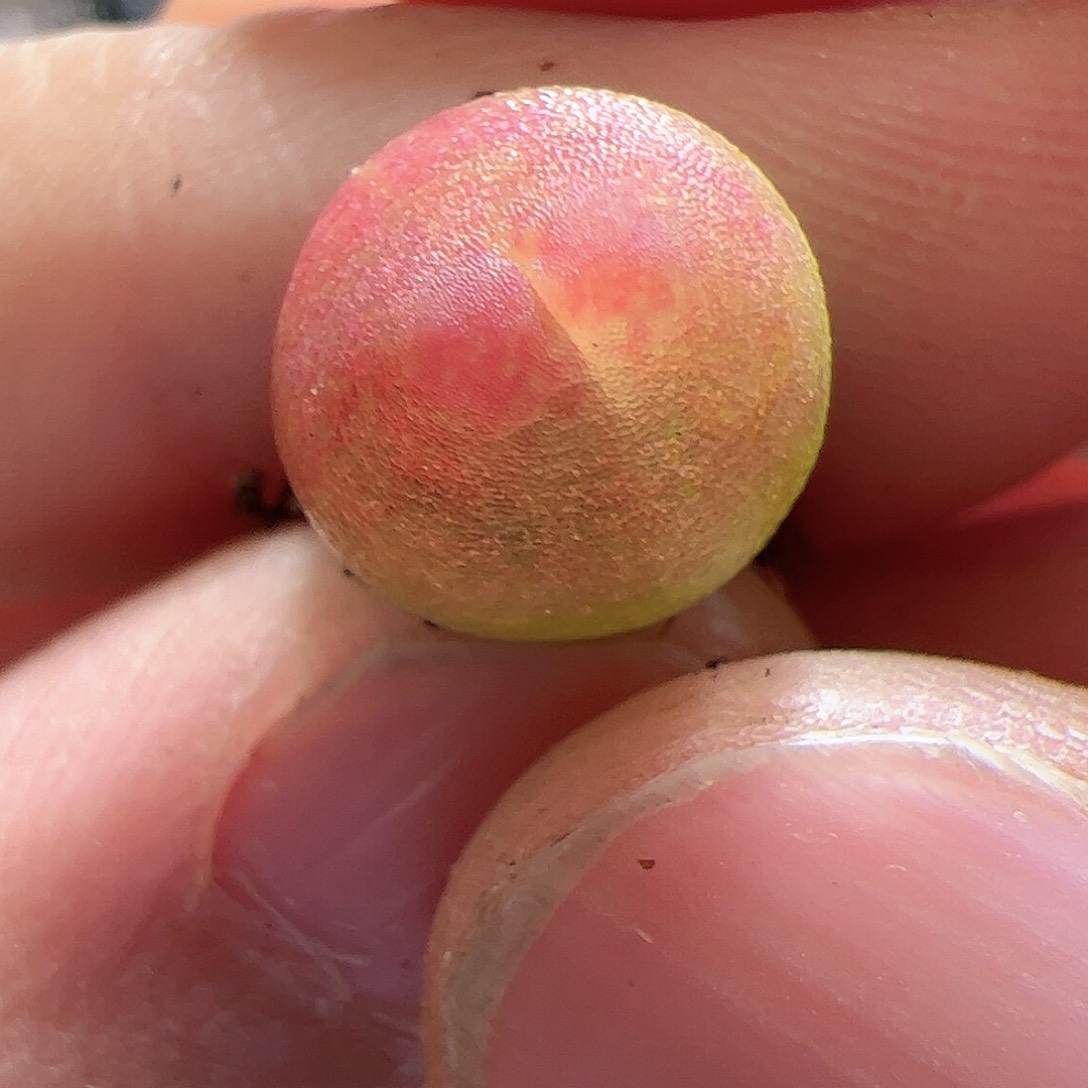 【闪购商品】163 鸽子蛋