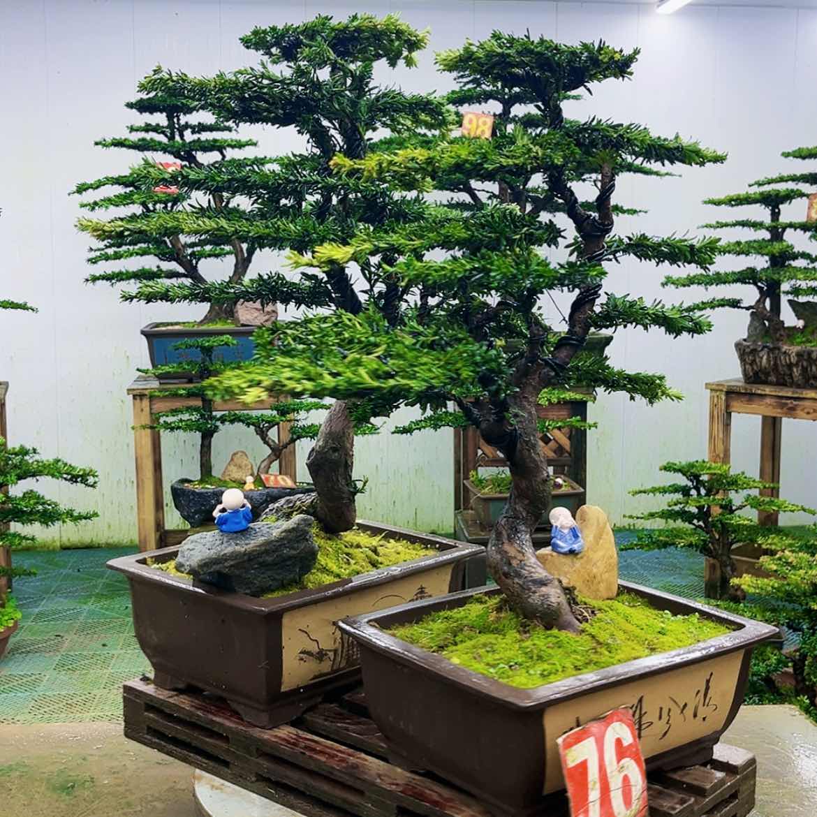 【闪购商品】无花朵