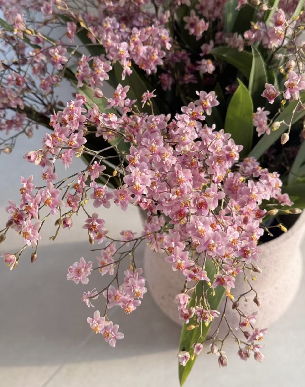 【光宗粉】梦香兰 浓香 好种好养  室内兰花