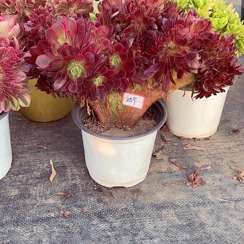 安娜醉259号00000