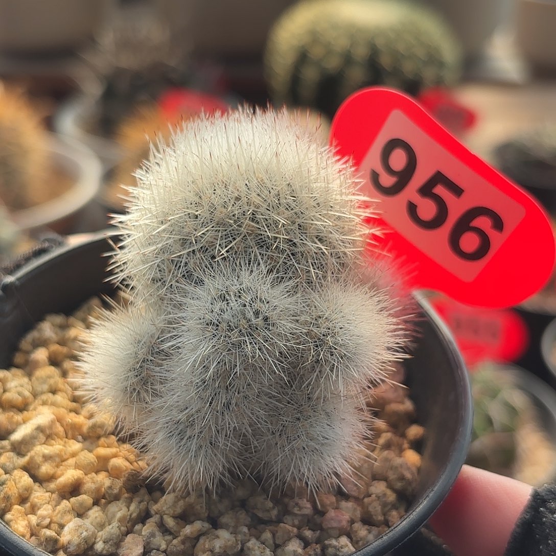 仙人球实生雪茅刺