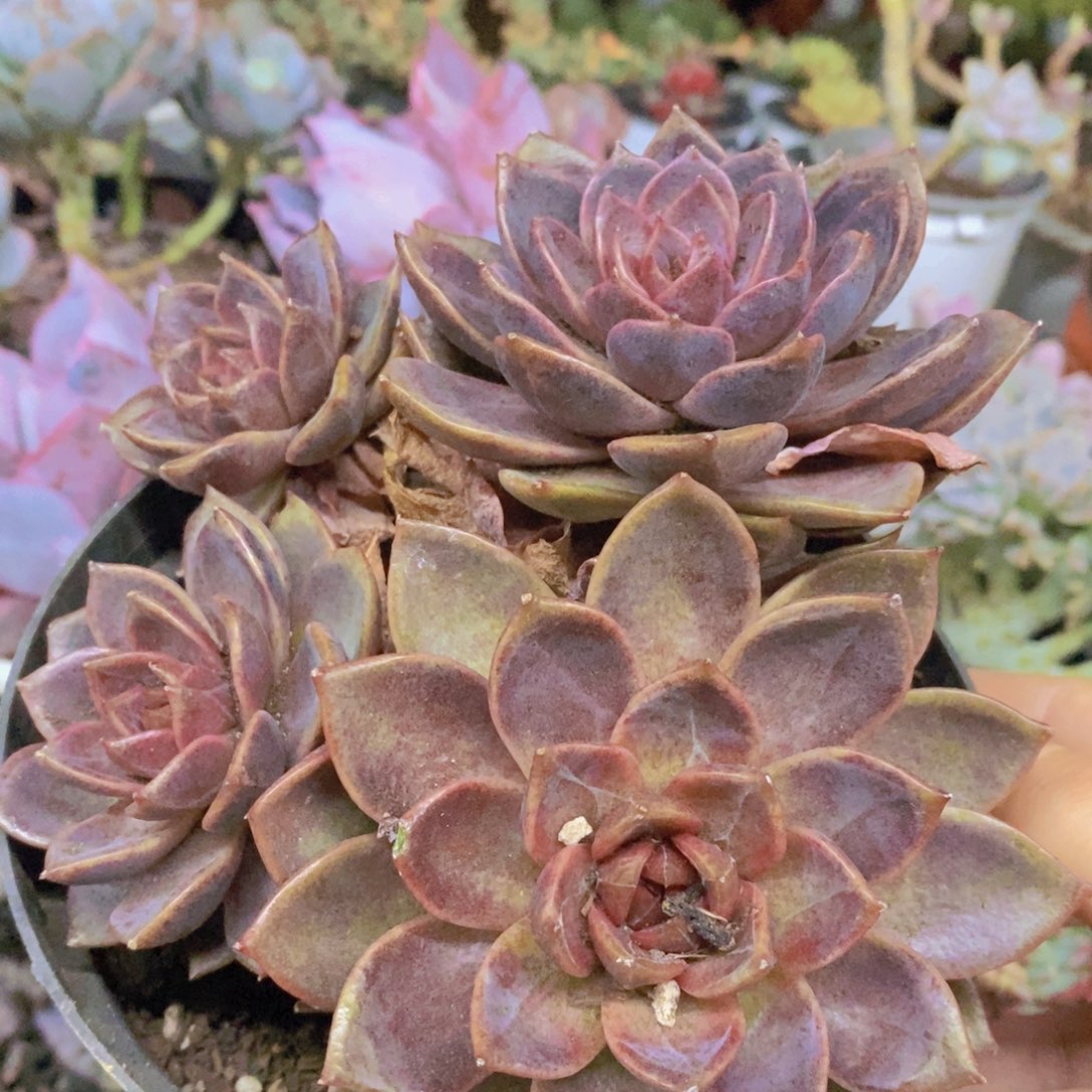 巧克力慕斯双头起发