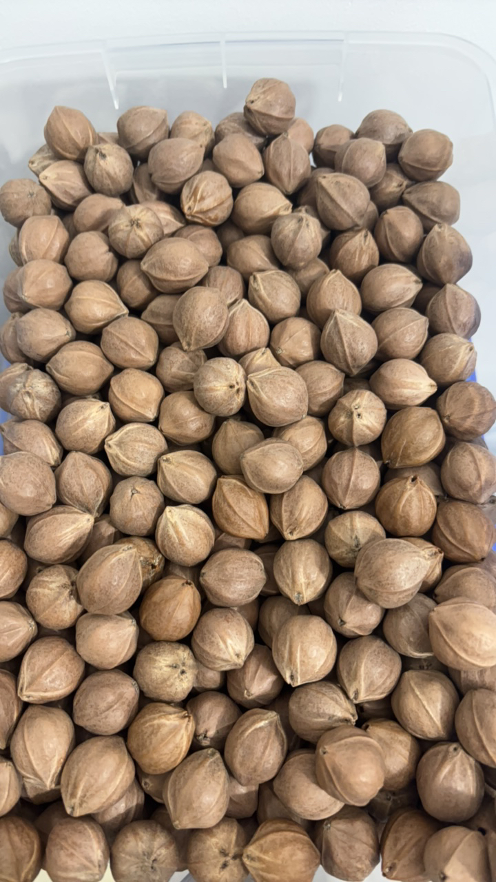 【梅林铁核】直播间专用链接！一物一拍！