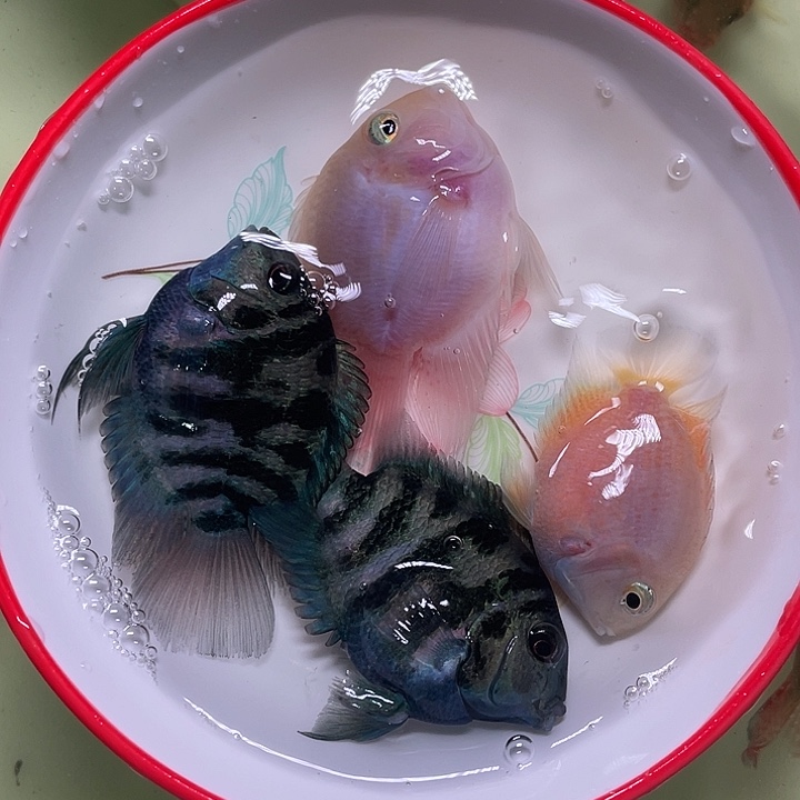 鹦鹉鱼迷你鹦鹉混搭2对