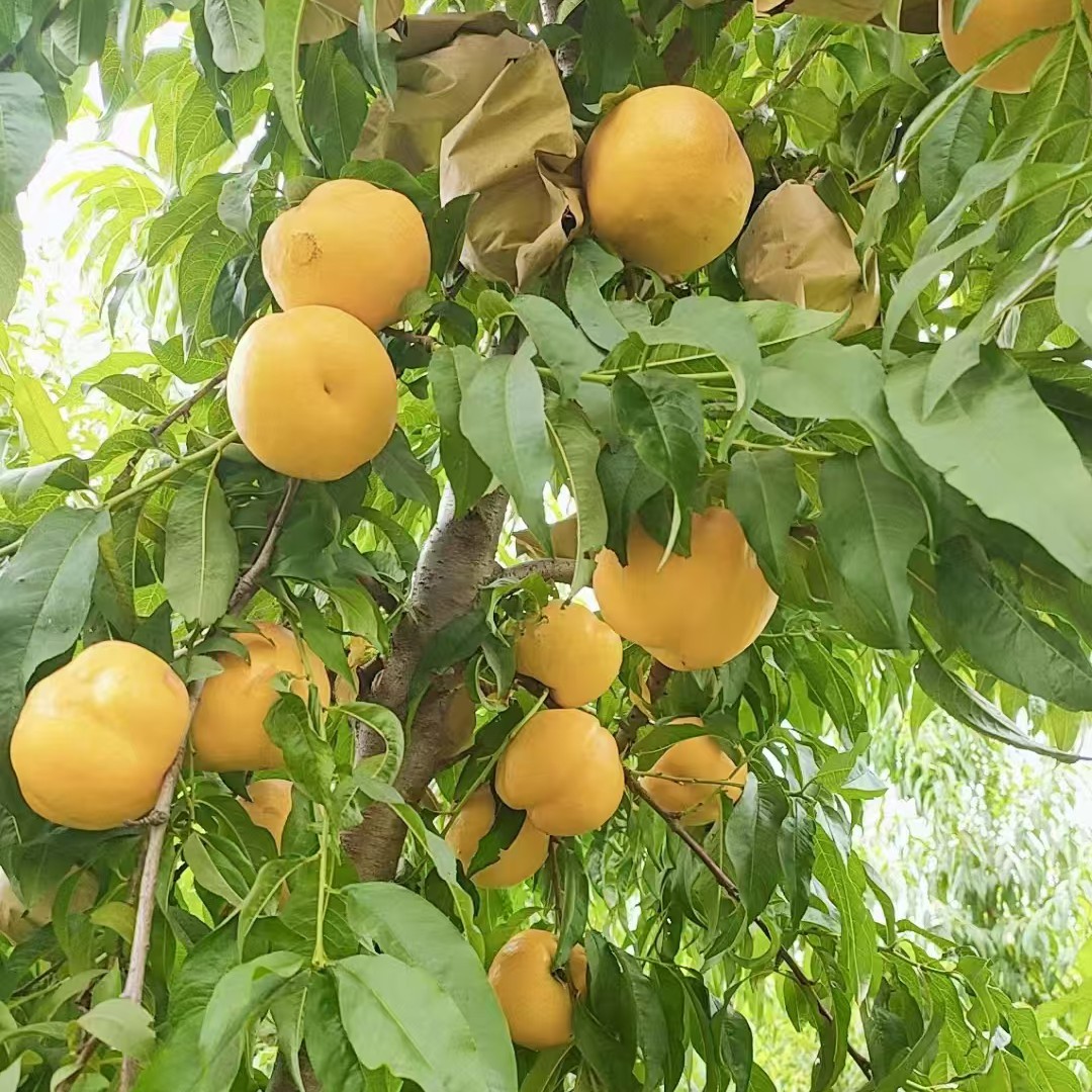 芒果油桃   7月上中旬成熟含糖20个左右12月份发苗