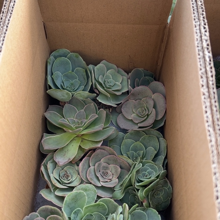 三碗062   多品种玫瑰组合