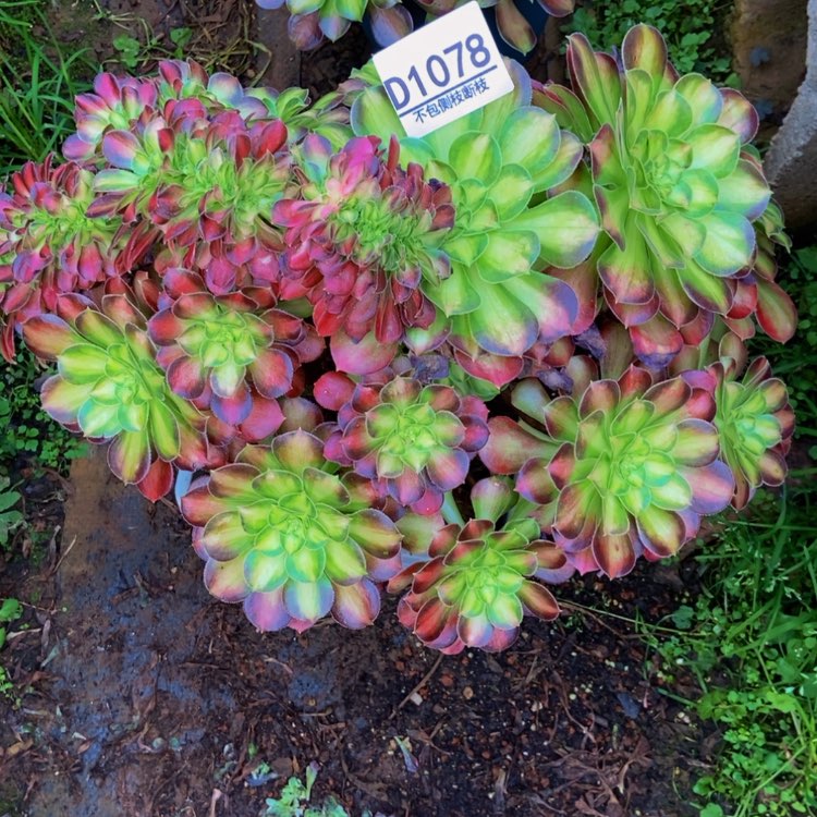 【闪购商品】꧁****꧂1078绍华多肉