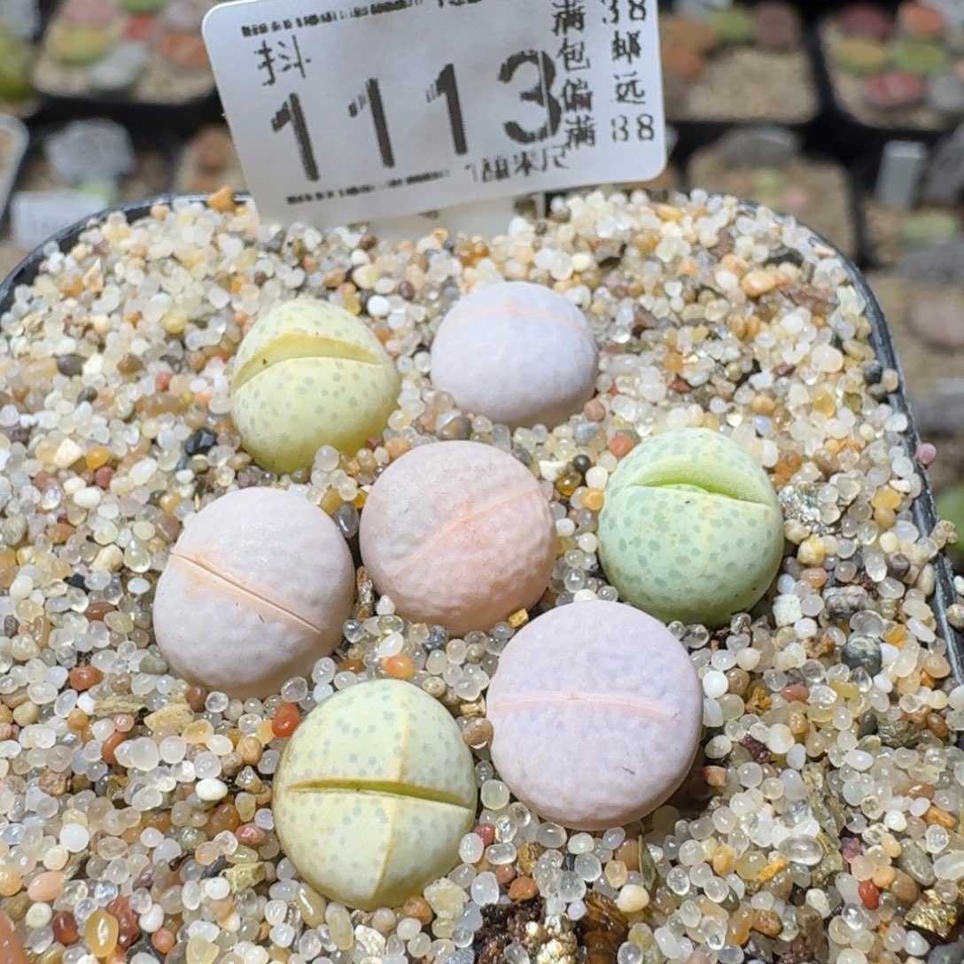 Sss精选优质石头1113