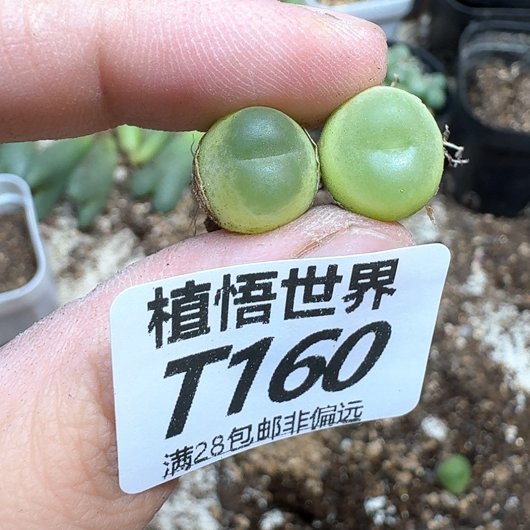 多肉植物的人生rv