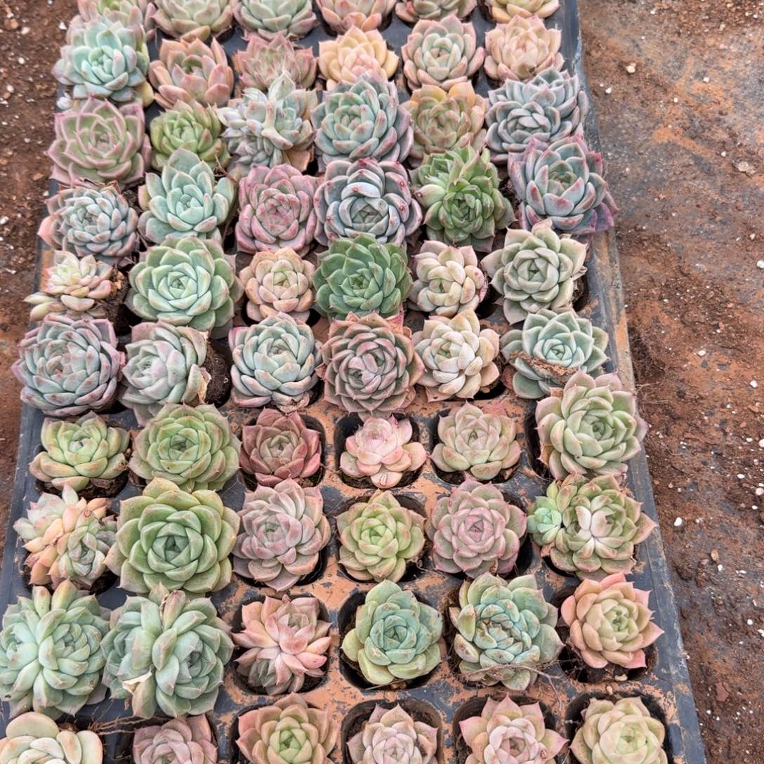 28-34满穴整理好珍妮一盘量拍中门左六