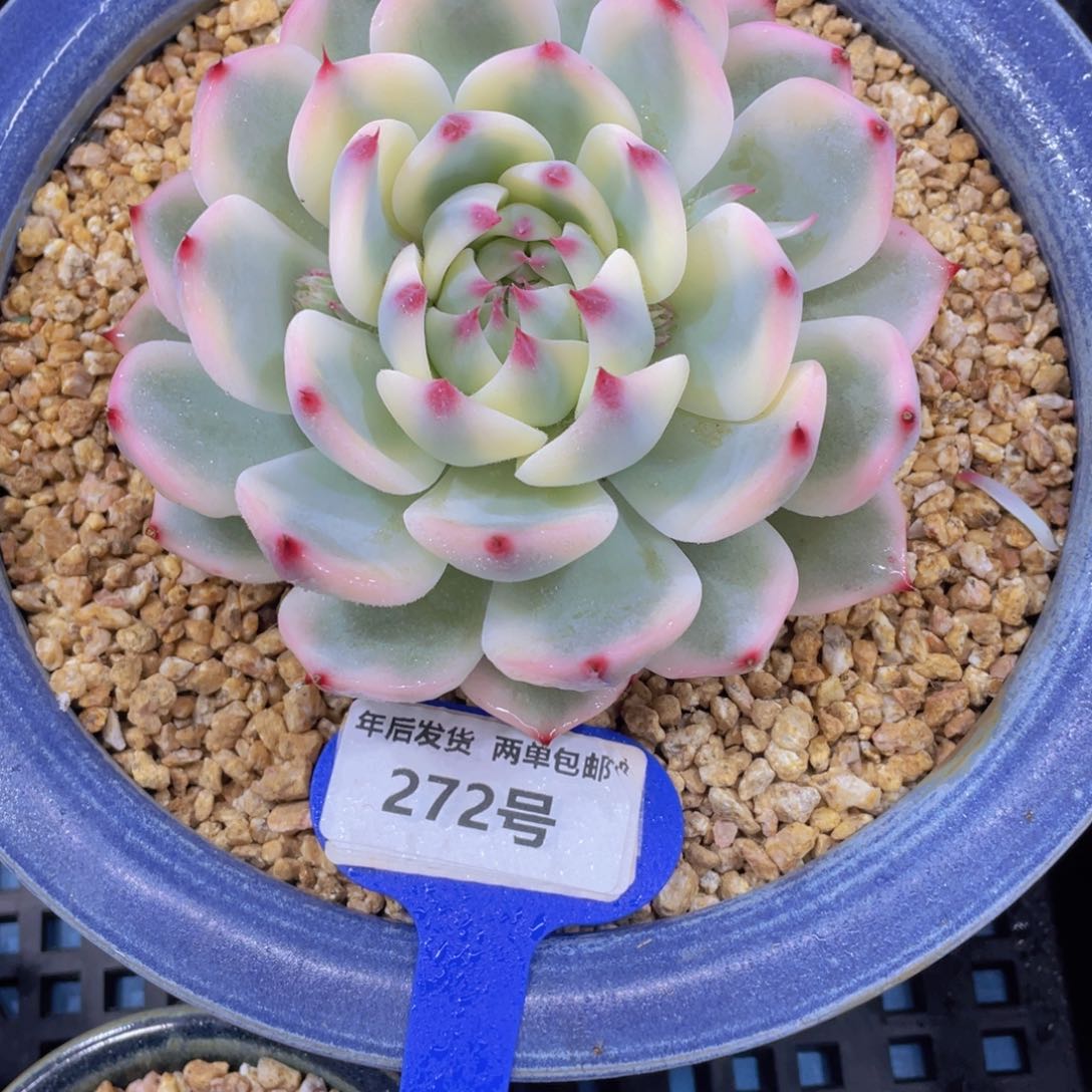 272号超大母本吉娃娃锦单头一个