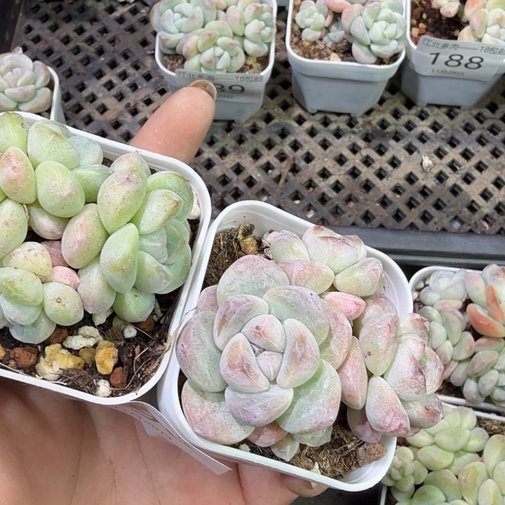 皮***的190 号到手1框一物一拍