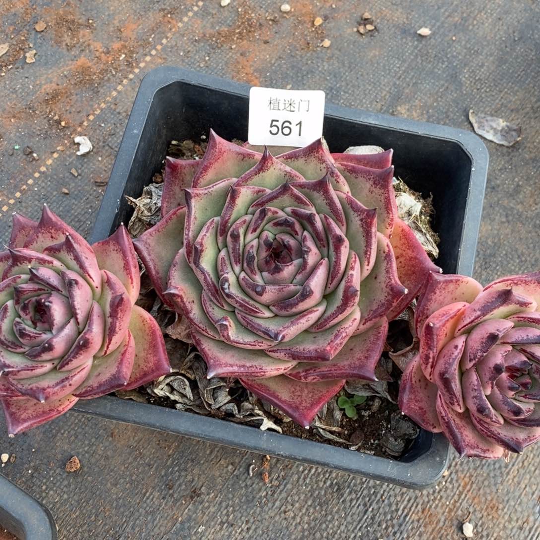 倾***8杂交精品多肉561