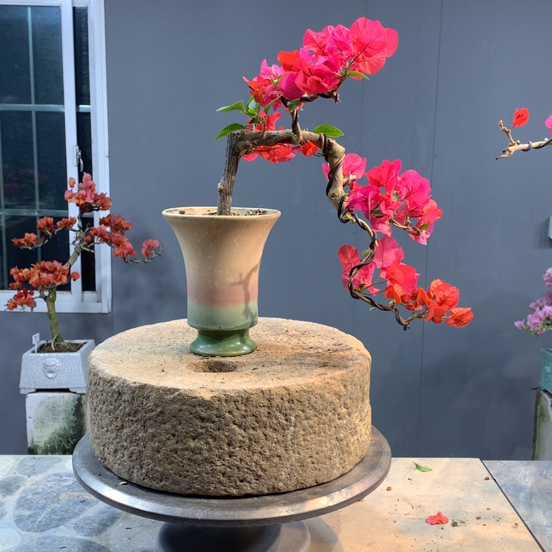 大量花朵（建议范围：8朵-15朵 或40%以上）