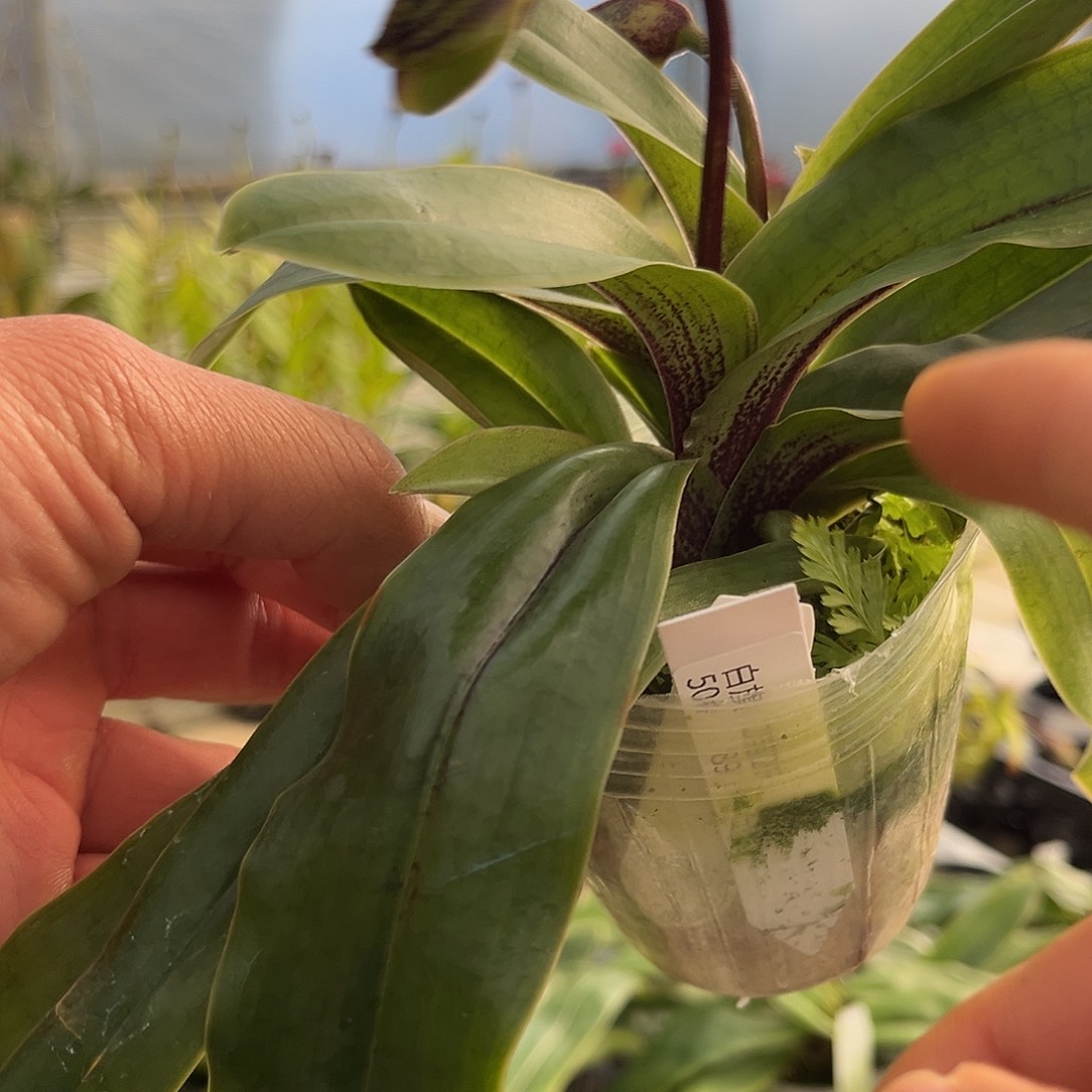 当前无花栽培后可以开花小青蛙白旗2花苞