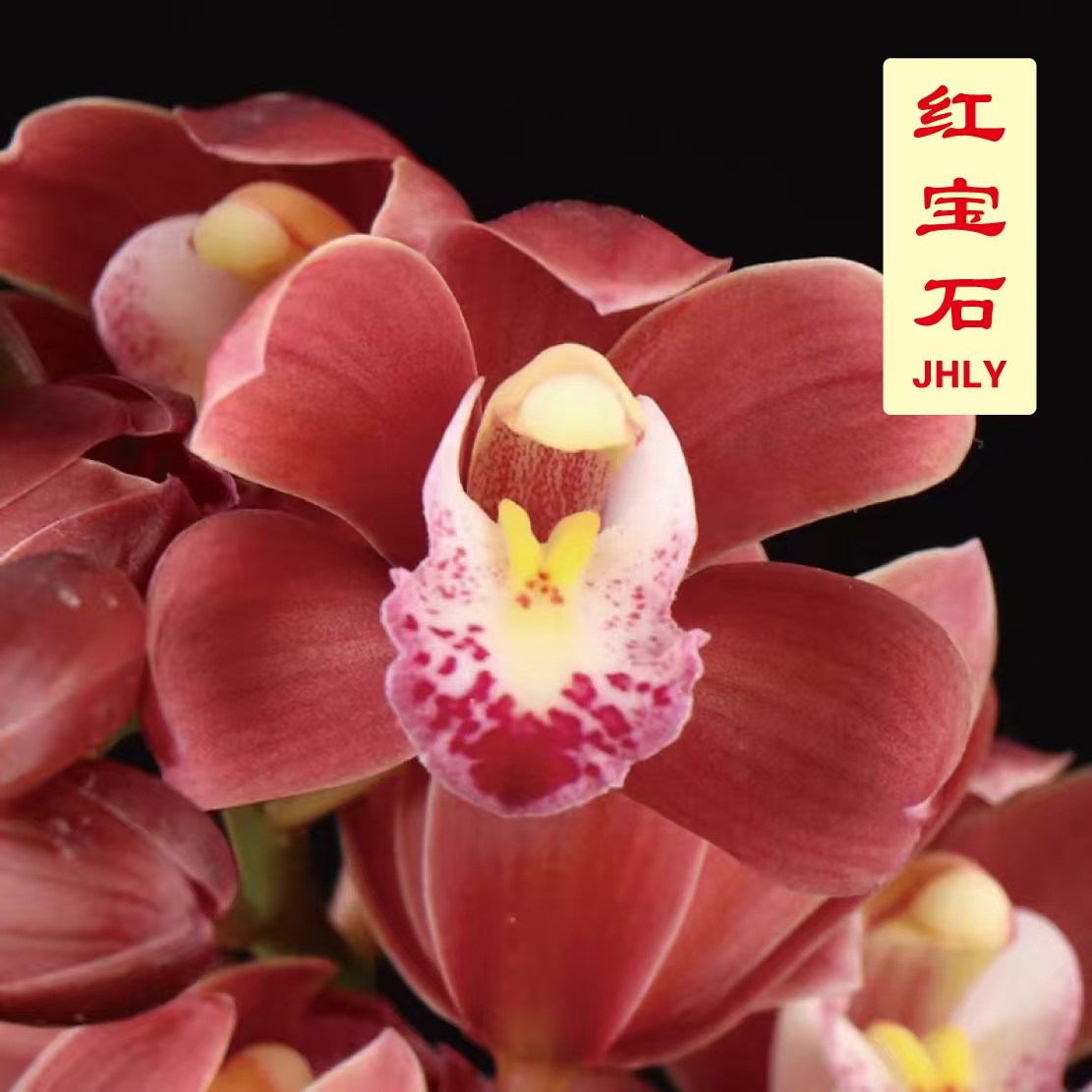 蕙兰-红宝石 【浓香型酒红色年宵花】每年迎春开花，花香浓郁
