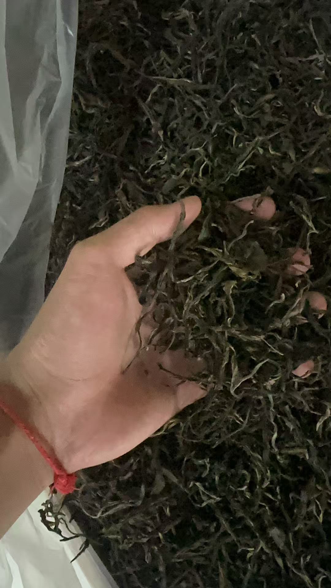 2025 丫口古树 普洱生茶