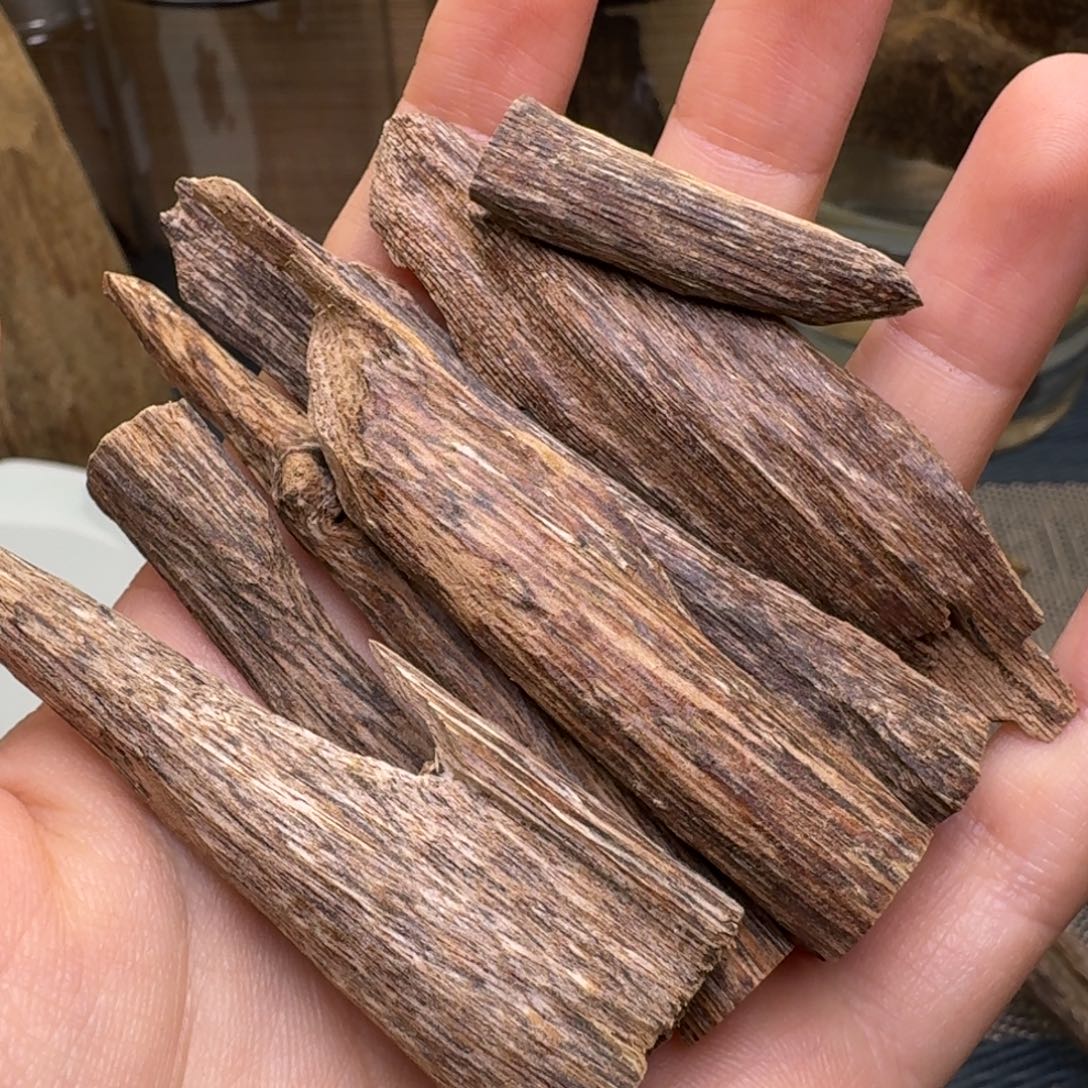 㶡***木海南五指山树心虫漏11克