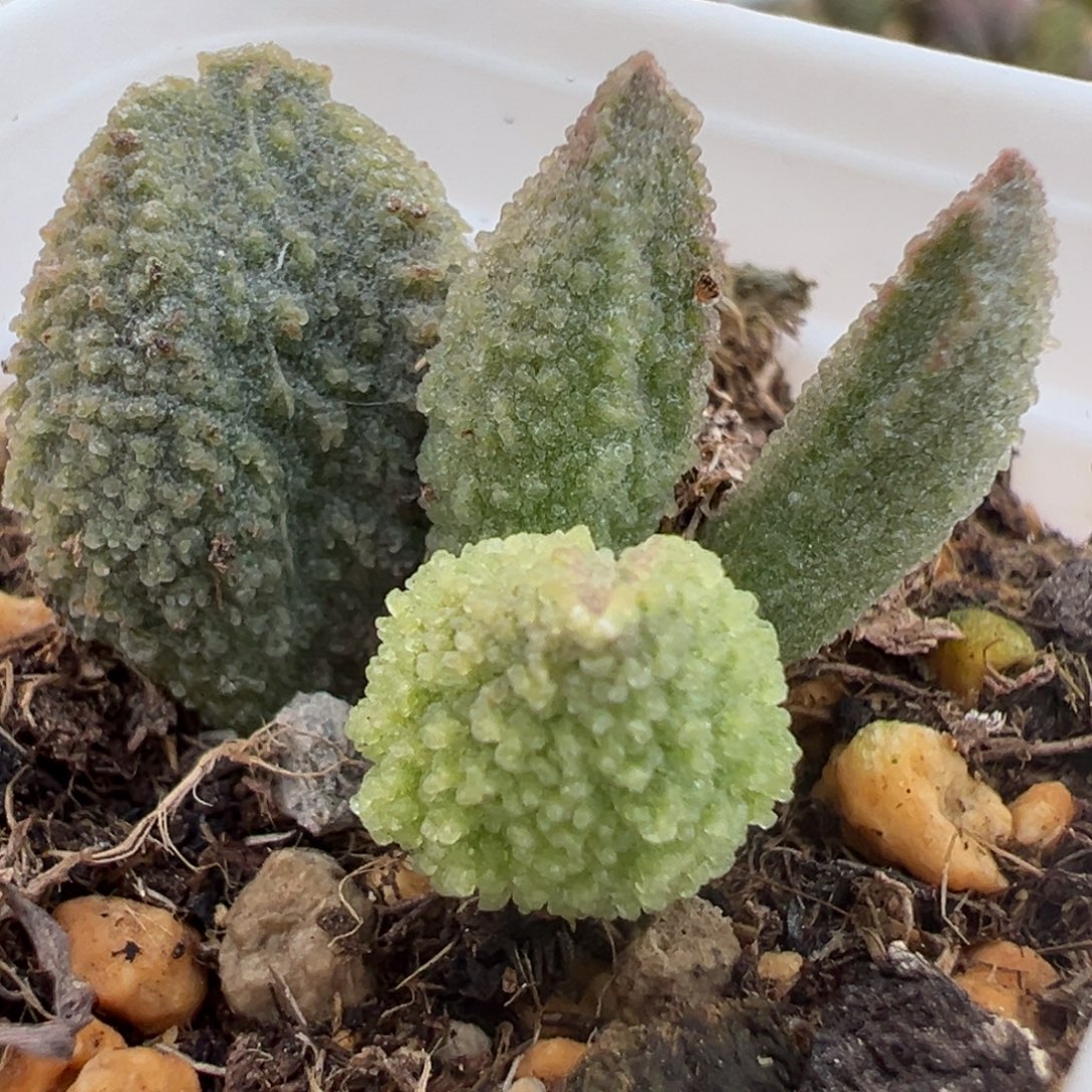 实生新品大苗多肉植物