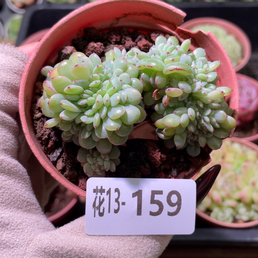 花利美13-159哈尼缀化