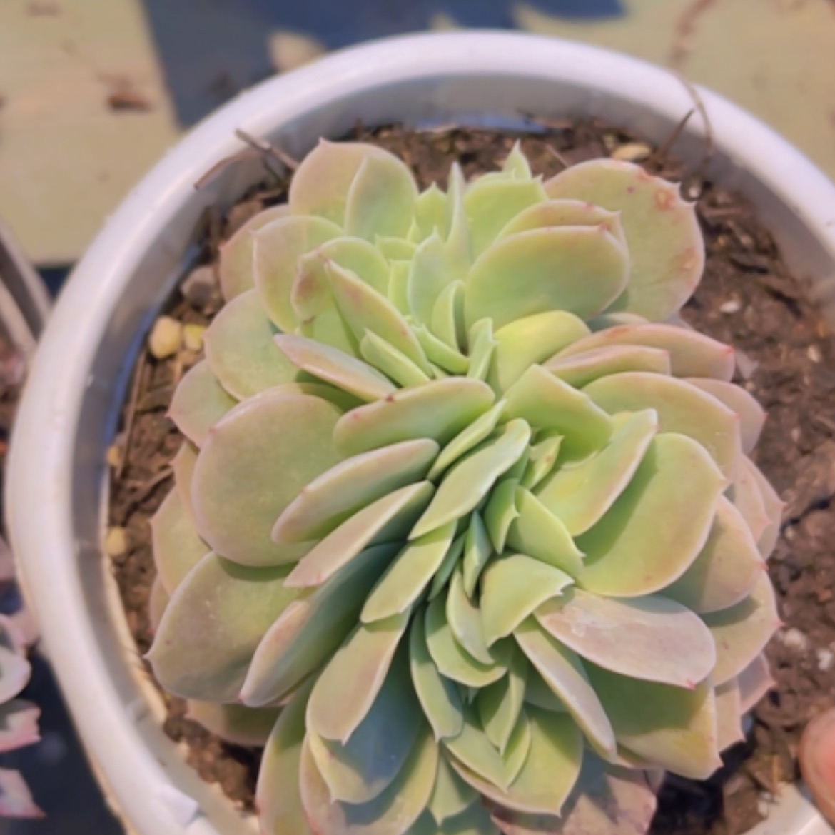 【闪购商品】星纳塔缀24256