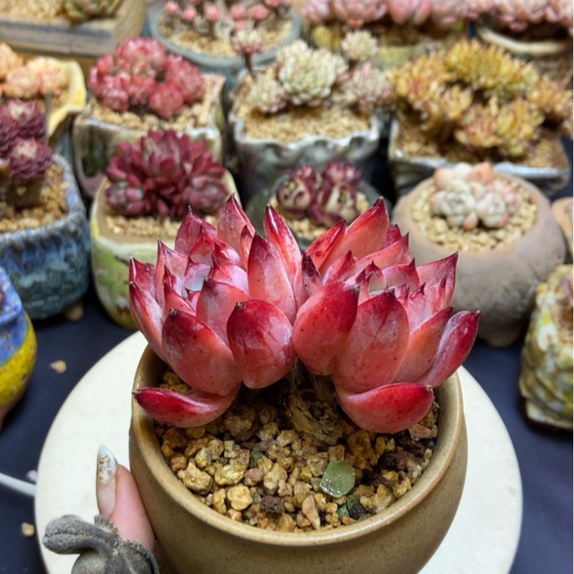 【闪购商品】布兰迪有瑕疵