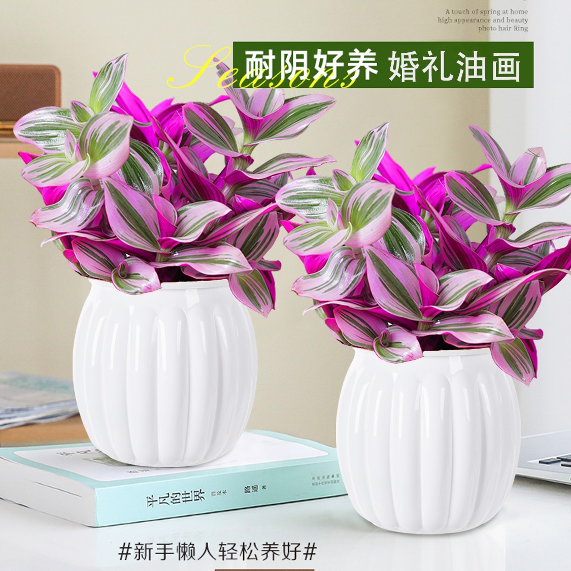 油画婚礼吊兰盆栽胭脂云垂吊植物客厅室内花卉绿植好养