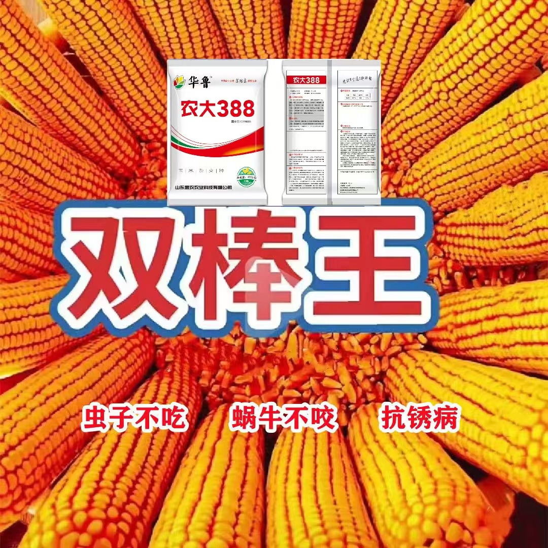  【农大388】国审玉米种高产抗病抗倒耐高温稳产高产种植种业