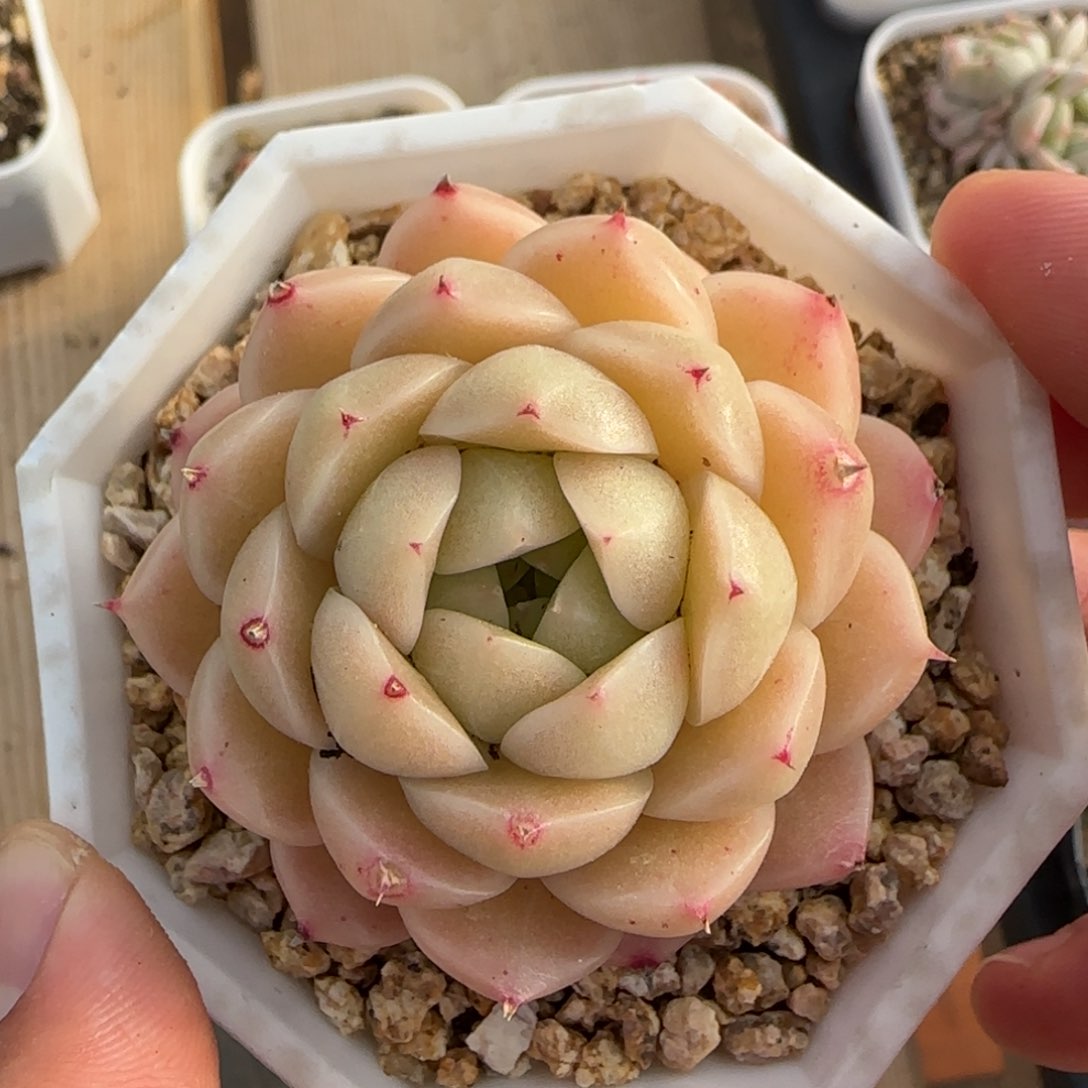 一物一拍麦秆11115