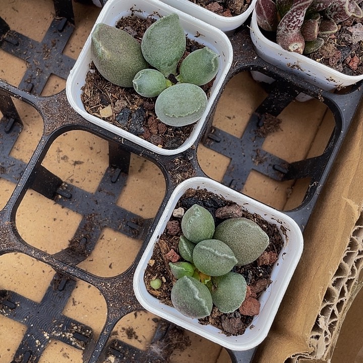 艺妓水泡带盆土发过