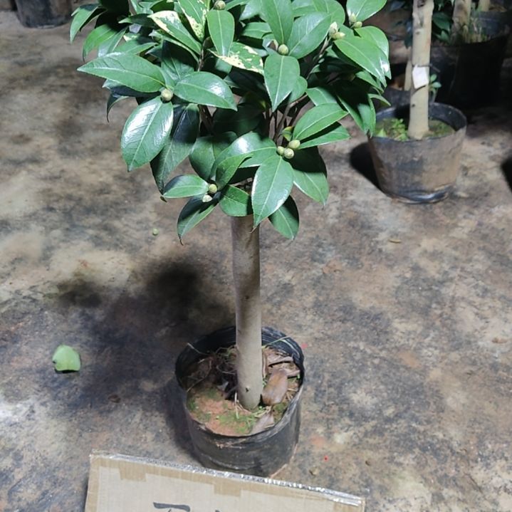 全部花苞超级如意不包邮