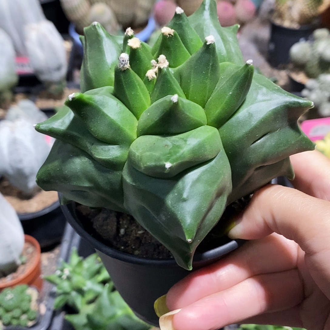 龘***龘花花草草花花草草