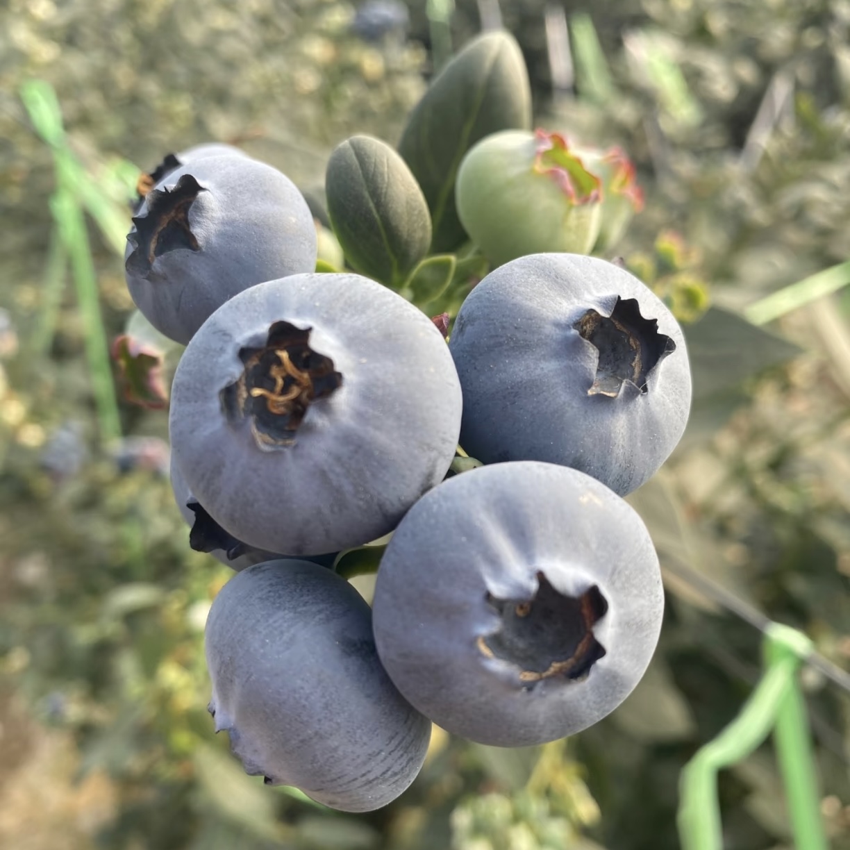 云南花香蓝莓 新鲜应季水果 抚仙湖基地直发