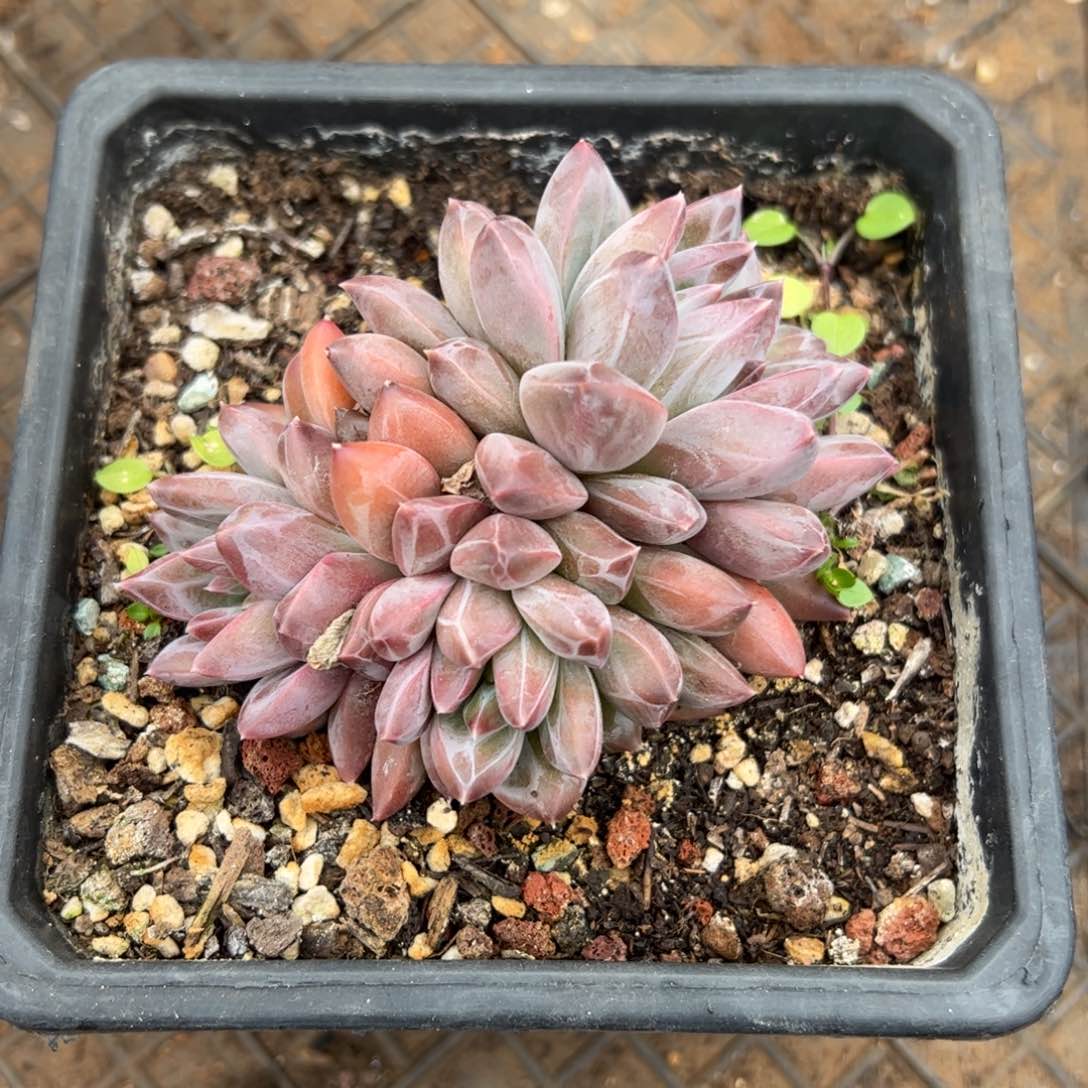 @**哥幻影美人多肉植物好看